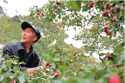 老汉植树28年600亩荒山成林